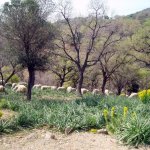 Samothraki